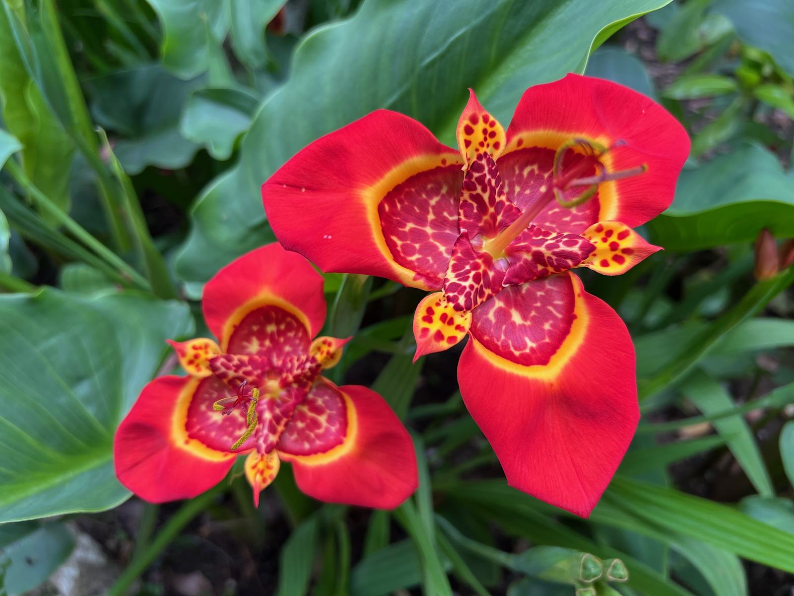 red flower aleluya