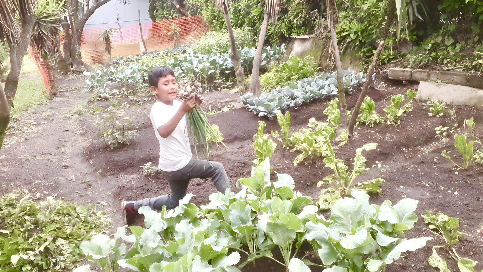 Vegetable garden aleluya